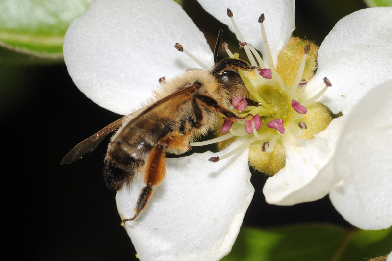 Apis mellifera e femmina di Andrena nigroaenea